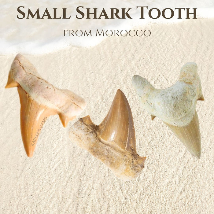 1" TO 1.5" SMALL SHARK TOOTH