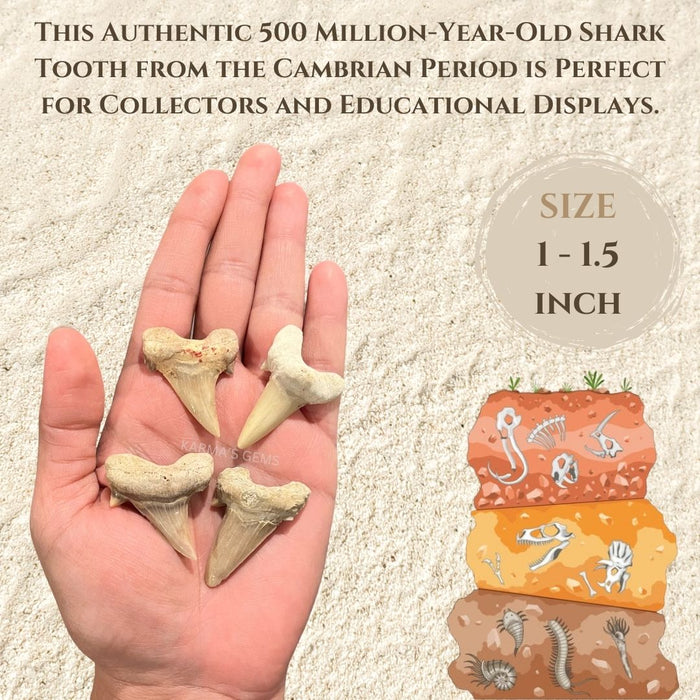 1" TO 1.5" SMALL SHARK TOOTH