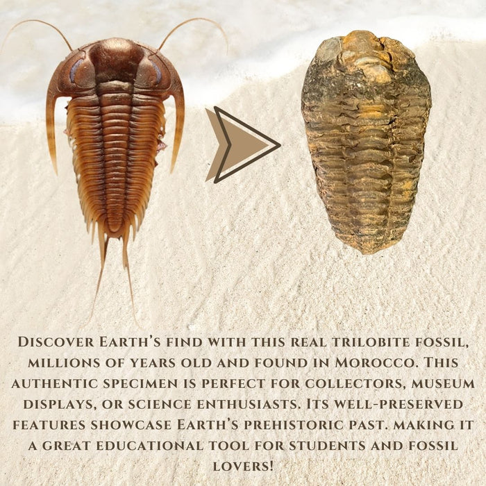 2" TO 3"TRILOBITE FOSSIL