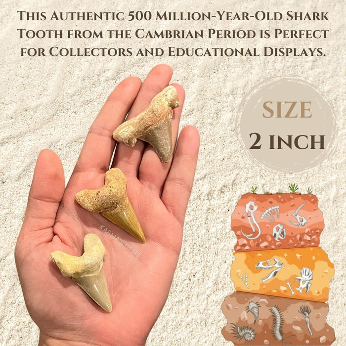 2" BIG SHARK TOOTH