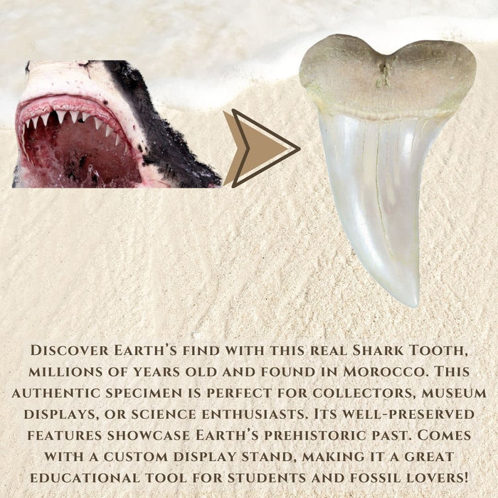2" BIG SHARK TOOTH