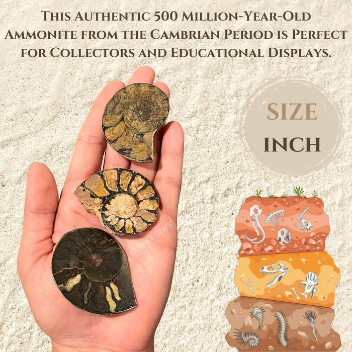 SMALL AMMONITE
