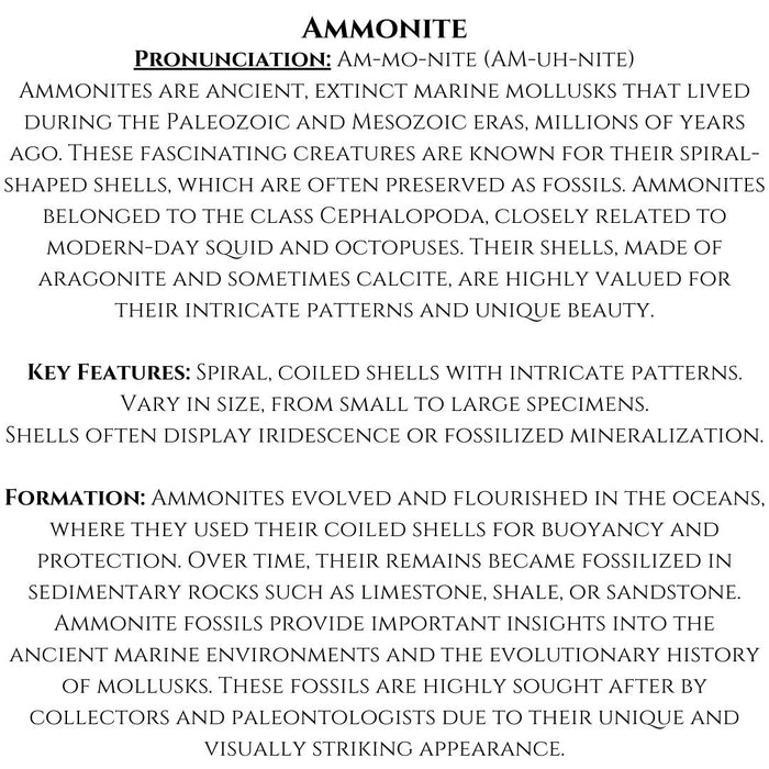 SMALL AMMONITE