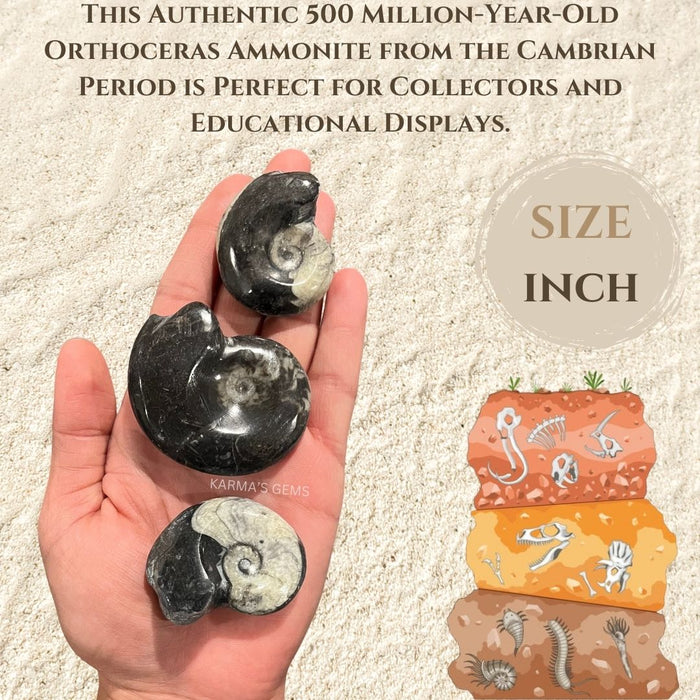 ORTHOCERAS AMMONITE