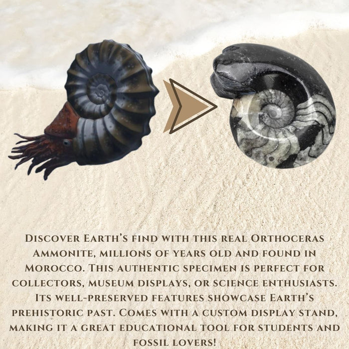ORTHOCERAS AMMONITE