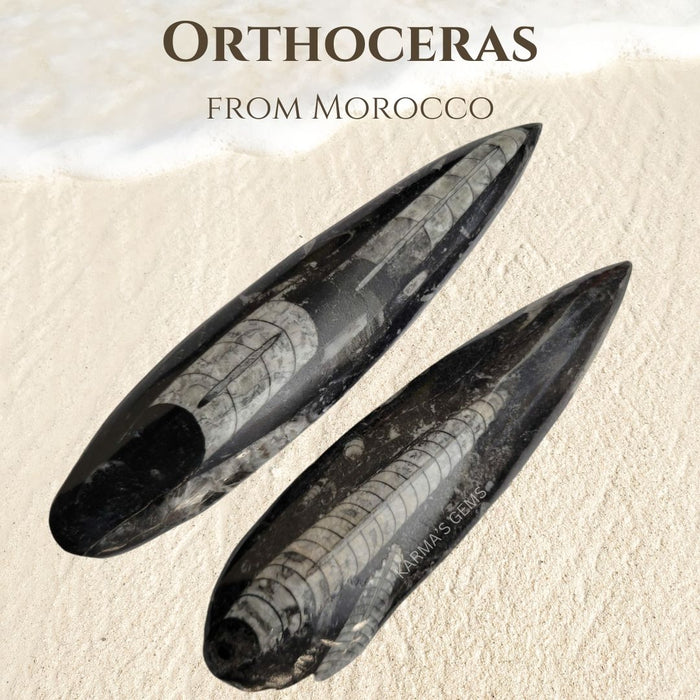 4" to 5" ORTHOCERAS