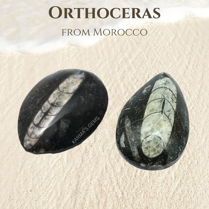 2" to 4" ORTHOCERAS