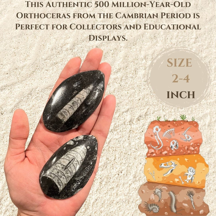 2" to 4" ORTHOCERAS