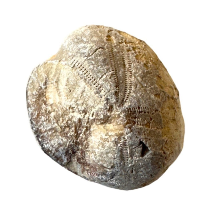 CLAM FOSSIL