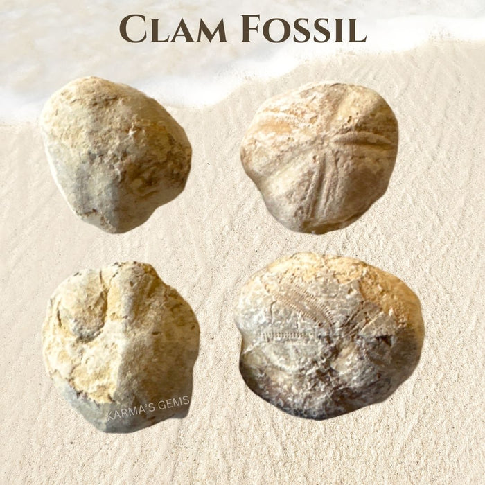 CLAM FOSSIL