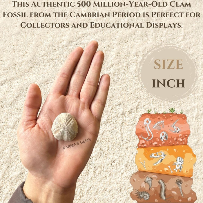 CLAM FOSSIL