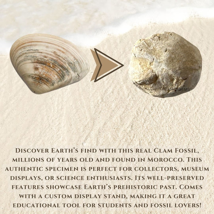 CLAM FOSSIL