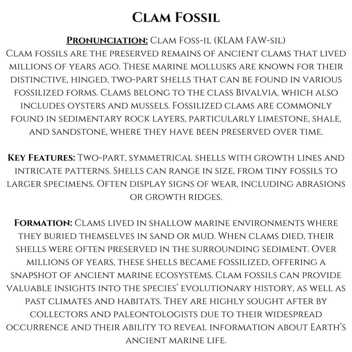 CLAM FOSSIL