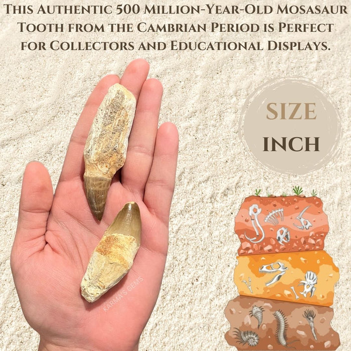 MOSASAUR TOOTH