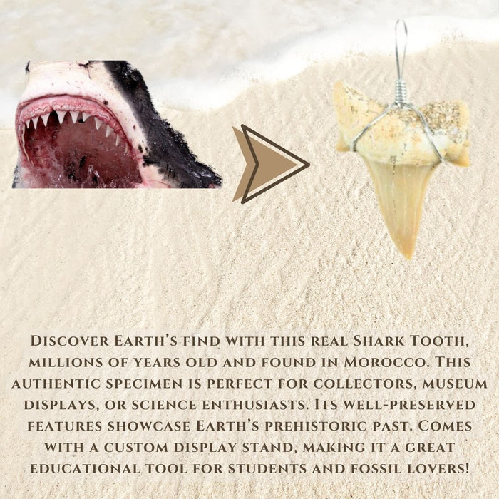 SHARK TOOTH PENDANT
