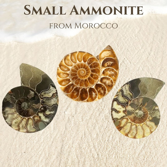 SMALL AMMONITE