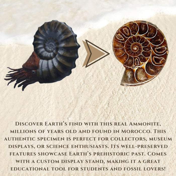 SMALL AMMONITE