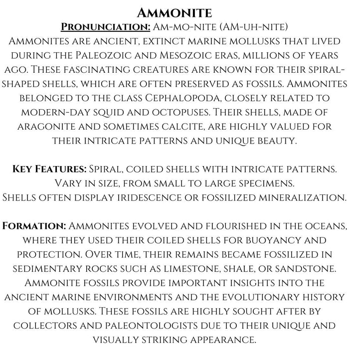 SMALL AMMONITE